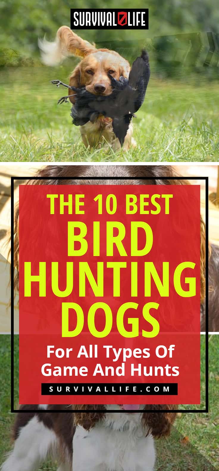 The 10 Best Bird Hunting Dogs For All Types Of Game And Hunts
