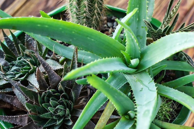 aloe vera 9 Easy Houseplants That Are Beneficial To Your Health