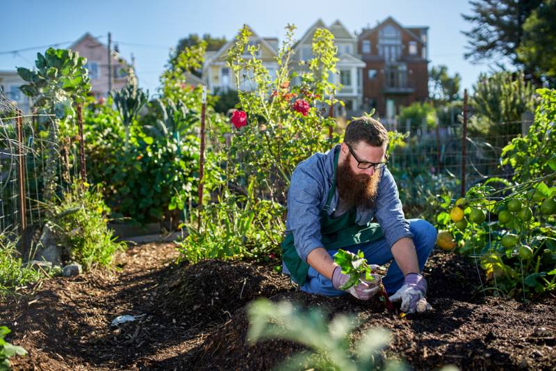 bearded-millennial-harvesting-beets-urban-communal urban survival SS