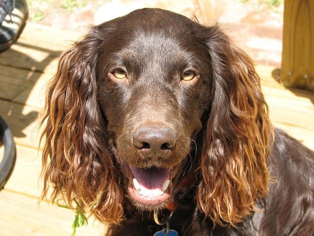 Boykin Spaniel | The 10 Best Bird Hunting Dogs For All Types Of Game And Hunts
