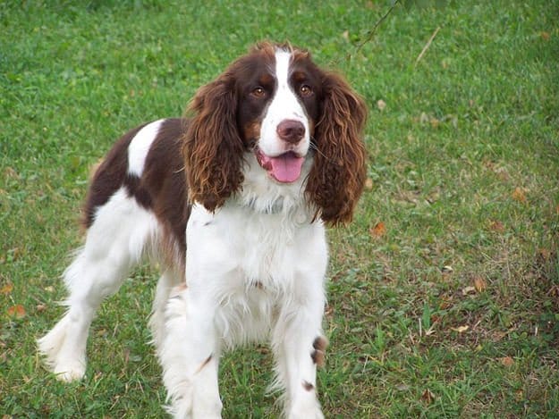 English Springer Spaniel | The 10 Best Bird Hunting Dogs For All Types Of Game And Hunts