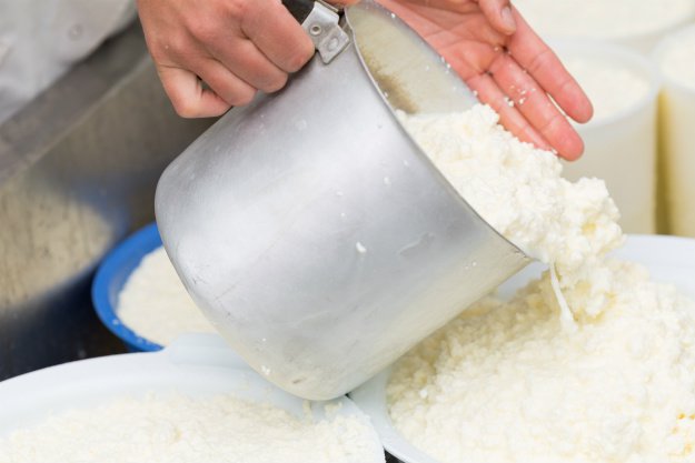 cheesemaking | Lactose Survival