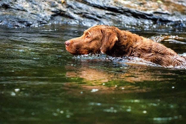 Chesapeake Bay Retriever | Best Hunting Dogs As Your Companion