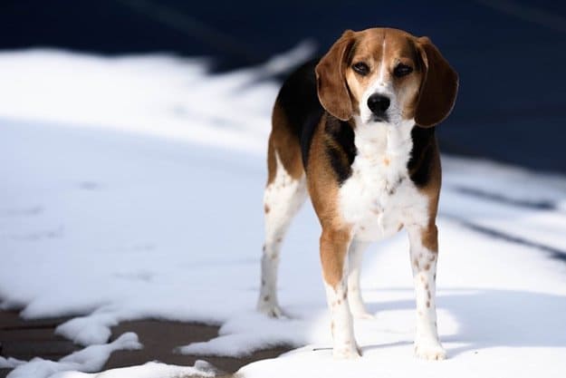 Beagle | Best Hunting Dogs As Your Companion