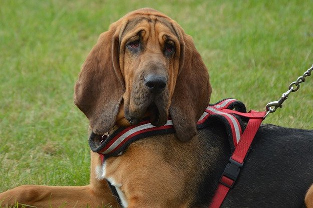 Bloodhound | Best Hunting Dogs As Your Companion