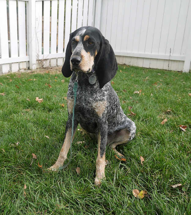 Coonhound | Best Hunting Dogs As Your Companion