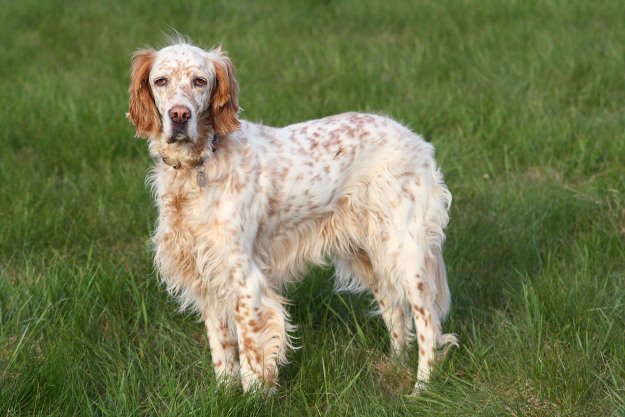 English Setter | Best Hunting Dogs As Your Companion