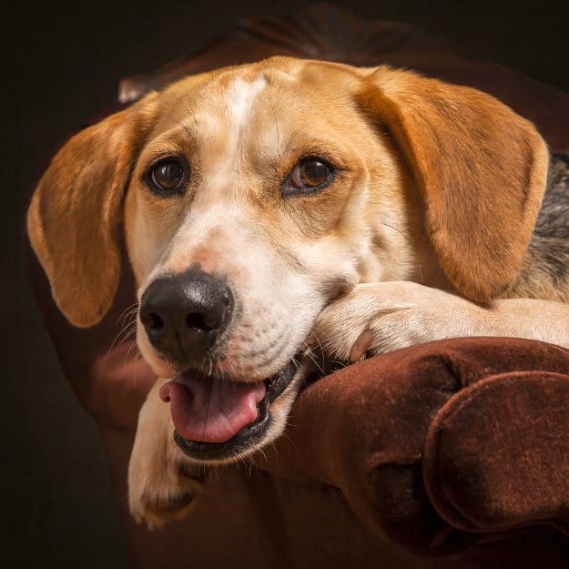American Foxhound | Best Hunting Dogs As Your Companion