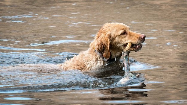 Golden Retriever | Best Hunting Dogs As Your Companion