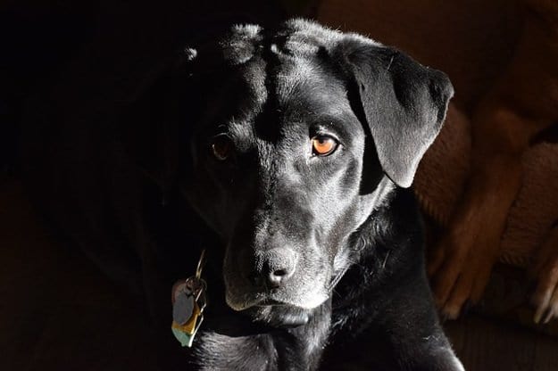Labrador Retriever | Best Hunting Dogs As Your Companion