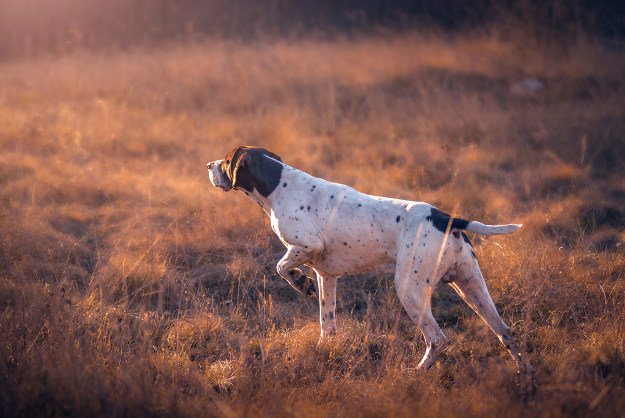 Pointer | Best Hunting Dogs As Your Companion