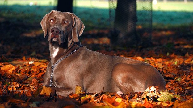 Check out Best Hunting Dogs As Your Companion at https://survivallife.com/hunting-dogs/