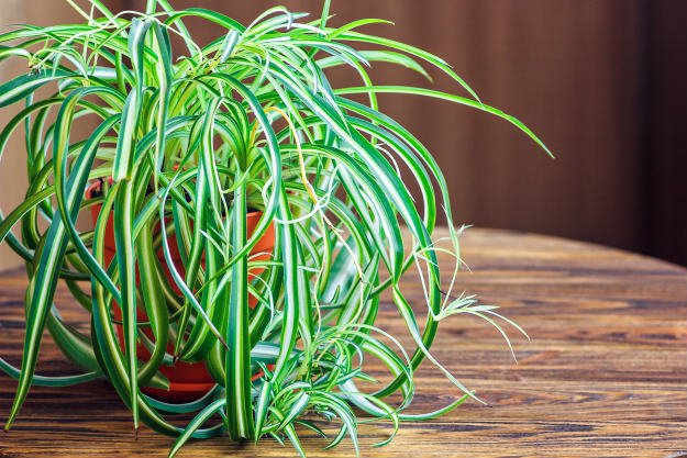 spider plant 9 Easy Houseplants That Are Beneficial To Your Health
