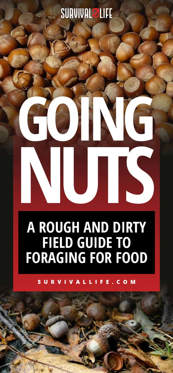 Foraging | Going Nuts: A Rough and Dirty Field Guide To Foraging For Food