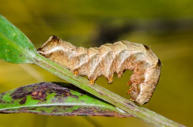 Bad Bugs-Cutworms | 5 Beneficial Insects For The Garden: Good Bugs 