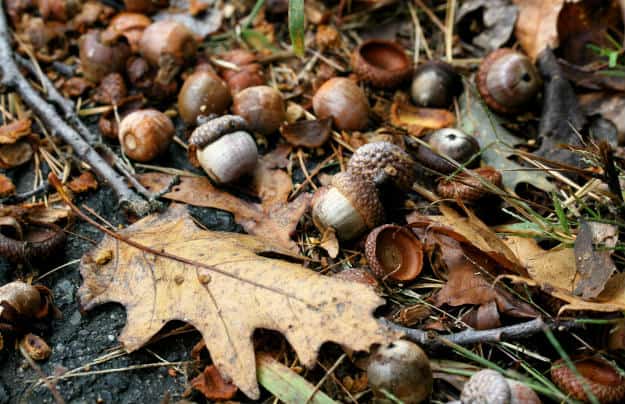 Going Nuts: A Rough and Dirty Field Guide To Foraging For Food acorns
