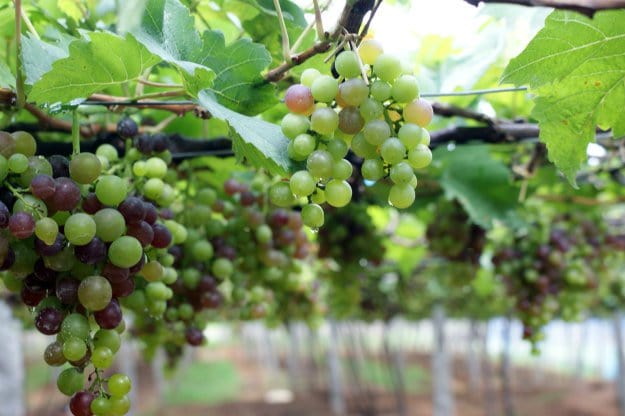 8 Baking Soda Uses For Your Survival Garden To Try grapes