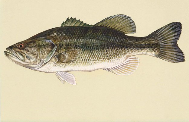 Hook, Line and Sinker! Springtime Fishing Tips You Need To Know river largemouth