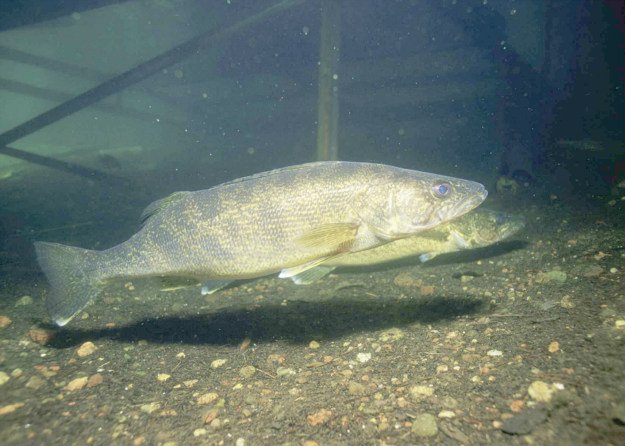 Hook, Line and Sinker! Springtime Fishing Tips You Need To Know river walleye