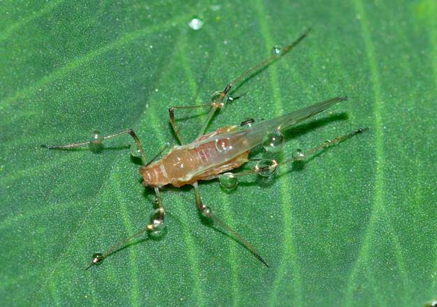 Aphids | Beneficial Insects For The Garden: Good Bugs Vs. Bad Bugs