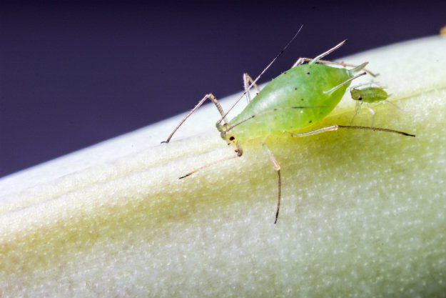 aphids | Good Bugs vs. Bad Bugs: 5 Beneficial Insects For The Garden