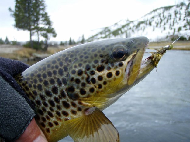 Hook, Line and Sinker! Springtime Fishing Tips You Need To Know trout