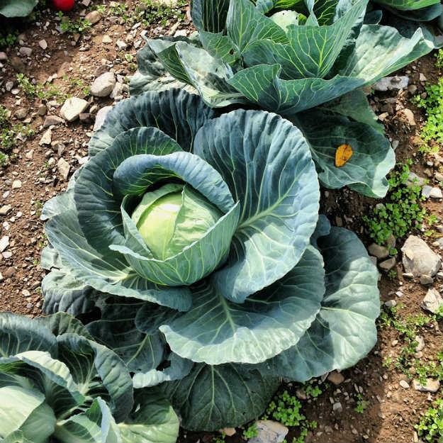 8 Baking Soda Uses For Your Survival Garden To Try cabbage