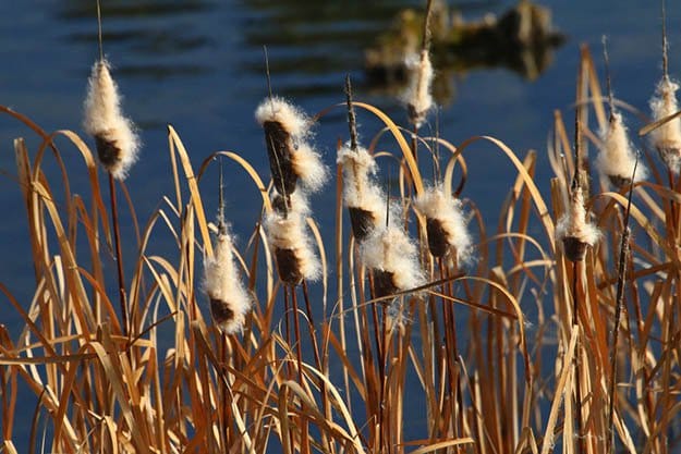 Cattail Seed Heads | Cattails Survival Uses 