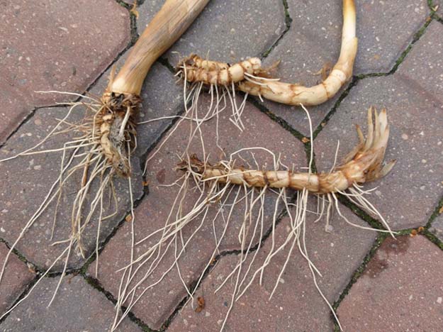 Cattail Roots | Cattails Survival Uses 