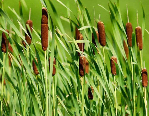Insulation | Cattails Survival Uses 