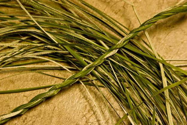 Cordage | Cattails Survival Uses 