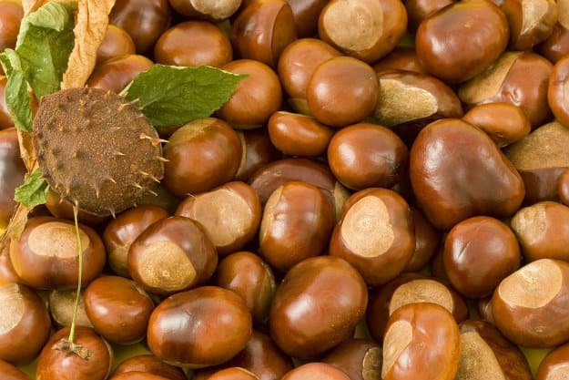Going Nuts: A Rough and Dirty Field Guide To Foraging For Food chestnuts