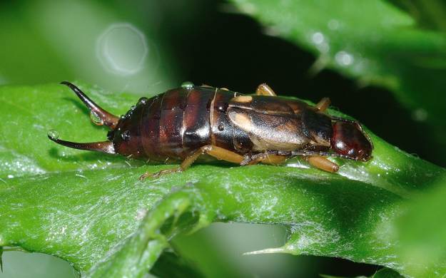 Earwigs | Beneficial Insects For The Garden: Good Bugs Vs. Bad Bugs