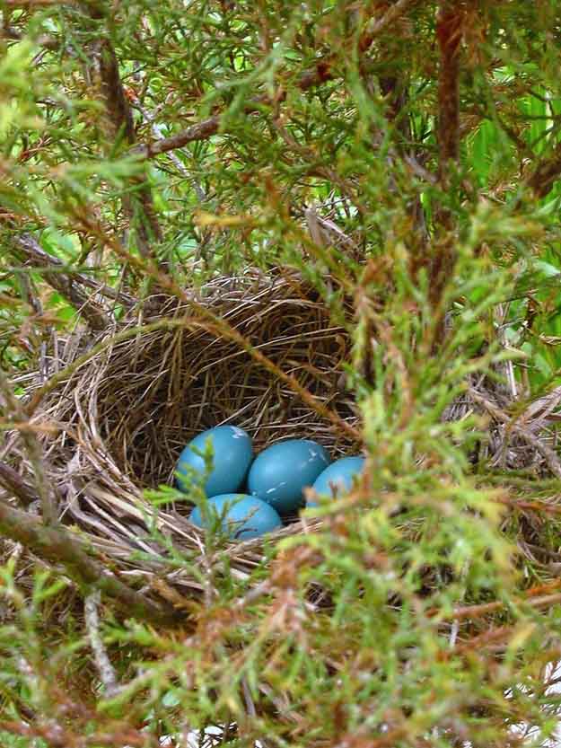 In A Real Birds Nest | 50 Easter Egg Hiding Spots