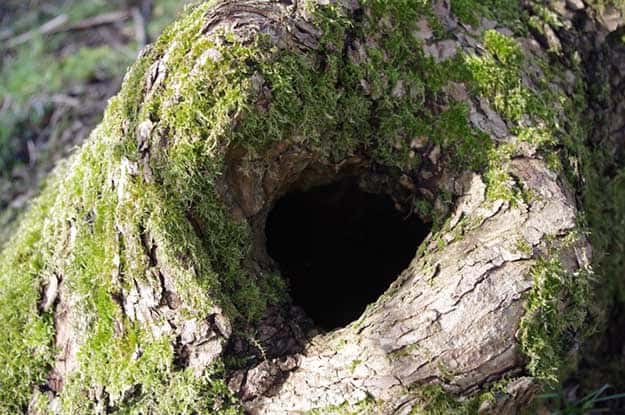 Low Tree Nook | 50 Easter Egg Hiding Spots