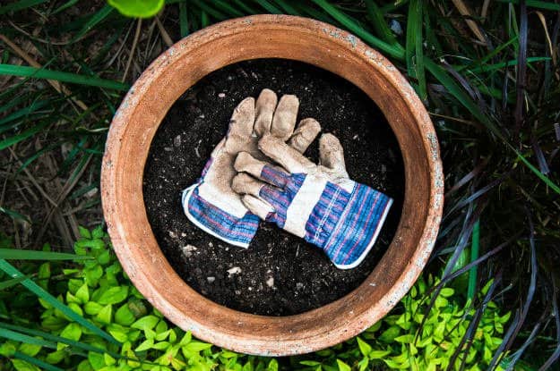 Check out 12 Budget Friendly Must-Haves For Every Beginner Gardener at https://survivallife.com/budget-friendly-must-haves/