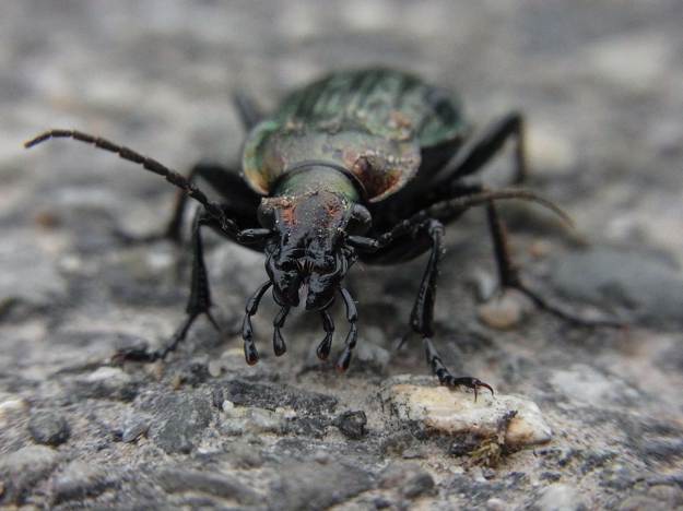 Ground Beetles | Beneficial Insects For The Garden: Good Bugs Vs. Bad Bugs