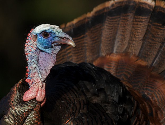 Spring Gobblers | Turkey Hunting For The Warm Weather Hunter 