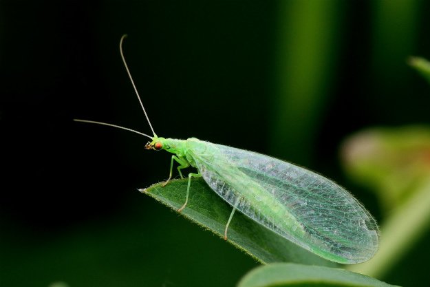 lacewing | Good Bugs vs. Bad Bugs: 5 Beneficial Insects For The Garden