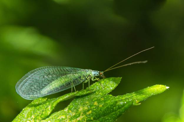 Lacewings | Beneficial Insects For The Garden: Good Bugs Vs. Bad Bugs