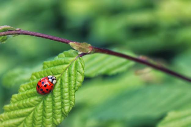 Lady Bugs | Beneficial Insects For The Garden: Good Bugs Vs. Bad Bugs