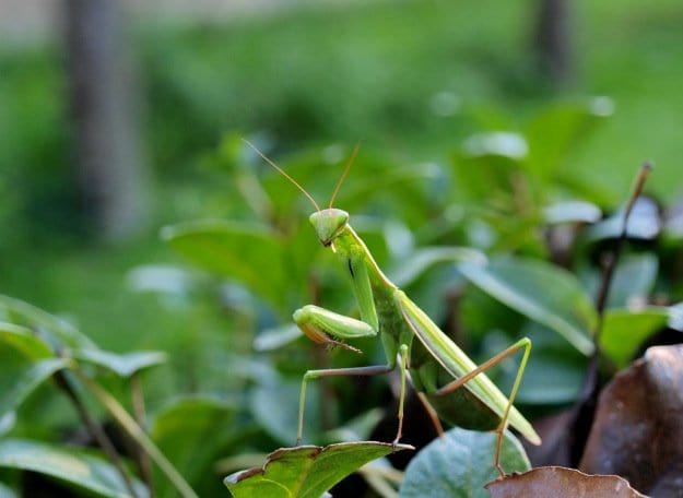 praying mantis | Good Bugs vs. Bad Bugs: 5 Beneficial Insects For The Garden