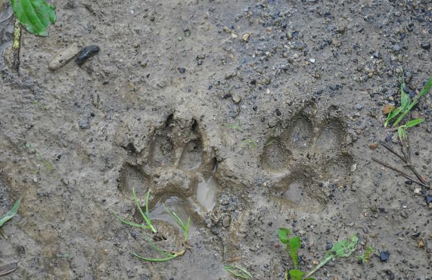 Learn to Read Animal Tracks | Native American Survival | What You Can Learn From These Experts