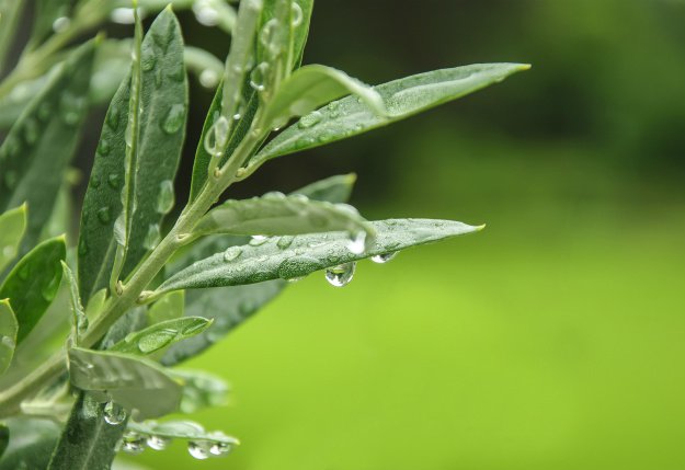 Olive Leaf | Triple A’s of Nature’s Medicine: Antiviral ~ Antibacterial ~ Antibiotic