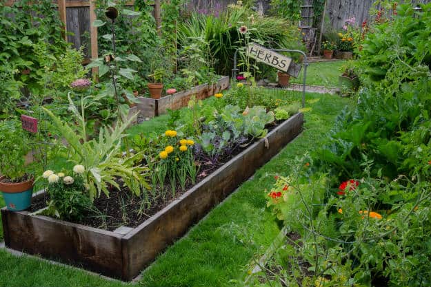 herb garden | Beginner’s Guide To Having an Outdoor Herb Garden | Survival Gardening
