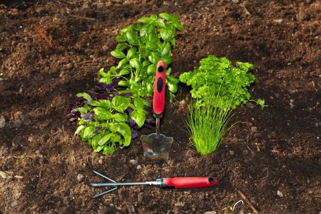 parsley | Beginner’s Guide To Having an Outdoor Herb Garden | Survival Gardening