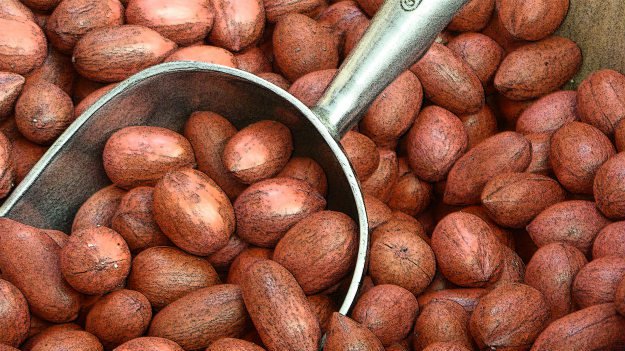 Going Nuts: A Rough and Dirty Field Guide To Foraging For Food pecans