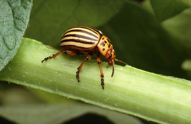 Potato Beetles | Beneficial Insects For The Garden: Good Bugs Vs. Bad Bugs