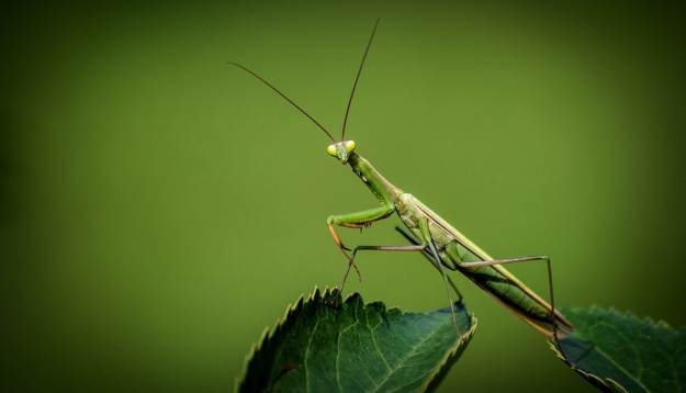 Praying Mantis | Beneficial Insects For The Garden: Good Bugs Vs. Bad Bugs