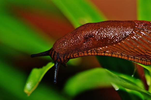 Slugs | Beneficial Insects For The Garden: Good Bugs Vs. Bad Bugs